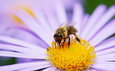 Školski medni dan s hrvatskih pčelinjaka za 2025. godinu